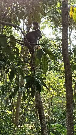 Lemur sitting on a tree in the jungle of Costa Rica