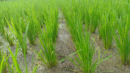 Rice seedlings in the rice field ready to be planted.