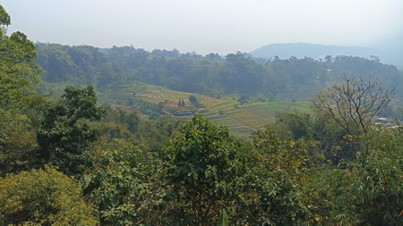Panoramic view of the rice terraces in Indonesia