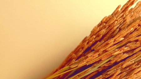 close-up photo of a bundle of golden paddy rice stalks, arranged diagonally at the lower-left corner of a warm beige background. The fine details of the grains are highlighted by soft natural lighting, leaving the top area empty for mockup or text --no people man woman --chaos 12 --ar 16:9 --style raw --stylize 250 --weird 150 --v 6.1 Job ID: 024cfc6e-8725-47a7-be6b-8ce78728a34cの素材