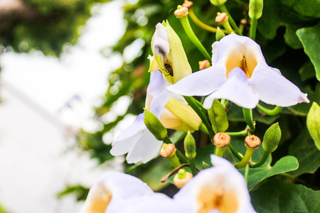 Flowers whiteの写真素材