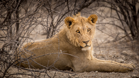 Young male lion taking cover underneath bushes in Namibiaの写真素材