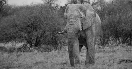 Etosha Elephant in Namibia Black  White Africaの写真素材