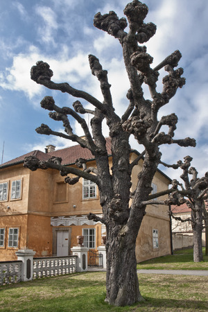 Royal Garden in spring. Horse chestnut tree. The garden was created in 1535 for Ferdinand I. Its appearance has been altered over time, but some examples of 16thcentury garden architecture havesurvived, notably the Belvedere and the Ball Game Hall, built の写真素材