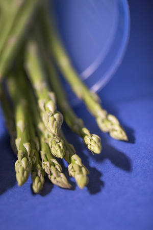 Bunch of asparagus on a blue background.の写真素材