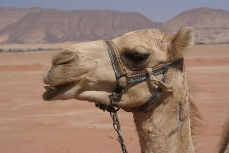 Camel in the  desertの写真素材