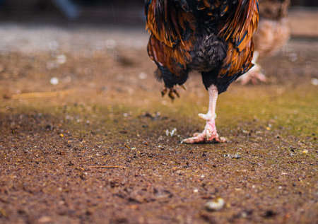 Close-up of a rooster standing on the ground in the villageの写真素材