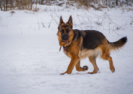 German shepherd dog on the snow in winter day. Selective focus.の写真素材