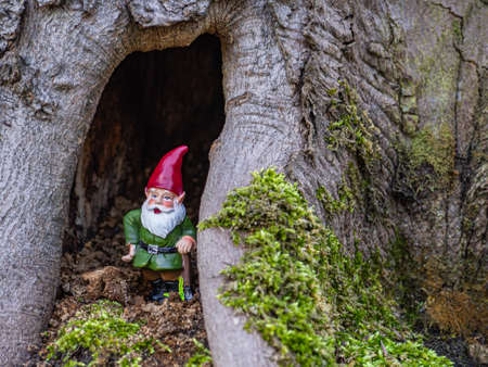 Garden gnome in the hollow of a tree in the forestの写真素材
