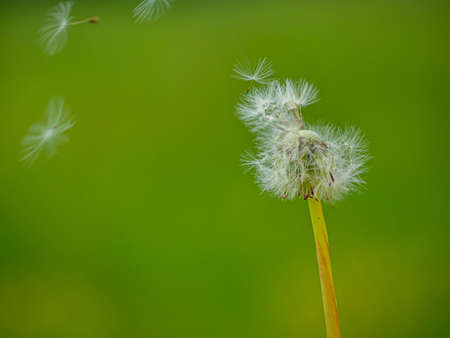 Dandelion seeds on a background of green grass in the springの写真素材