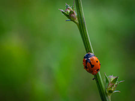 Ladybug on a blade of grass in the garden. Macro photography.の写真素材