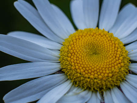 Macro of the center of a chamomile flower.の写真素材