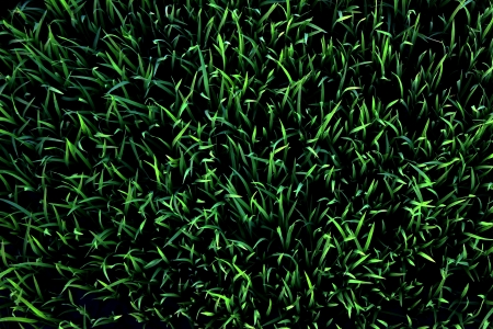 paddy field2の写真素材