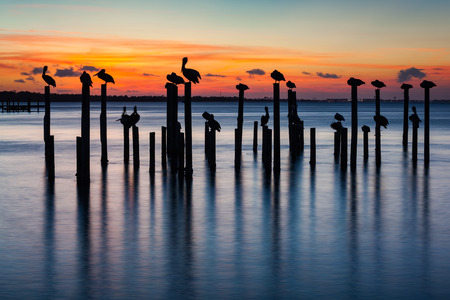 Sunset silhouettes of pelicans on old pier pilings in Destin Harbor, Florida, USA.の写真素材