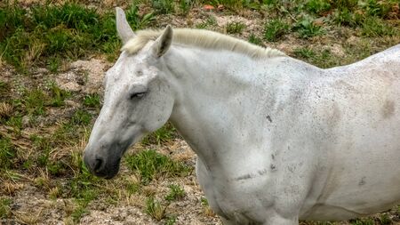 White horse on field. Photo of a white horse on a field, in a warm and beautiful summer afternoon, close-up shotの写真素材