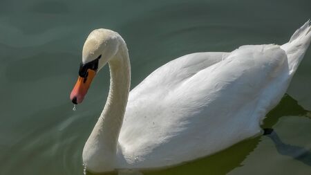 A lone white swan swims in a pond, closeup photo. Wild nature.の写真素材