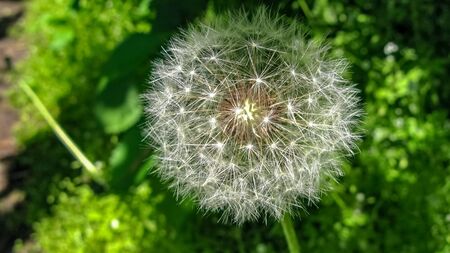Dandelion dreams. A close-up picture of a dandelion with it`s fluffy seeds still attached, waiting for a child to pick it with a wish and give a big blow to sendの写真素材