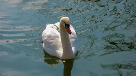 A lone white swan swims in a pond, closeup photo. Wild nature.の写真素材