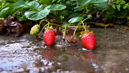 Fresh ripe red strawberry. Ripe berries and strawberry leaves lie on concrete after the rain. Strawberry plant close-up. Bush grow in the garden. 
の写真素材