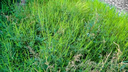 Ragweed bushes. Ambrosia artemisiifolia causing allergy autumn.  Ragweed in the garden, macro view. Close-up.の写真素材