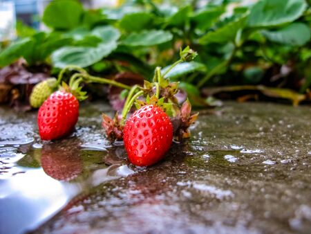 Fresh ripe red strawberry. Ripe berries and strawberry leaves lie on concrete after the rain. Strawberry plant close-up. Bush grow in the garden. の写真素材