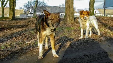 Two stray dogs on the street. The anxious look of the dogs. Street life of pets. Dangerous animals...