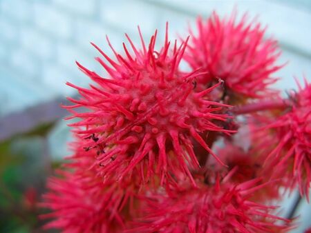Red spiny fruit of the flower looks similar to the cell of Coronavirus (Coronaviridae). Close-up...