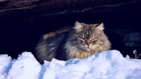 Homeless gray cat in the winter on the street, sitting under the body of an old car. Undeniable of look a street cat.の写真素材