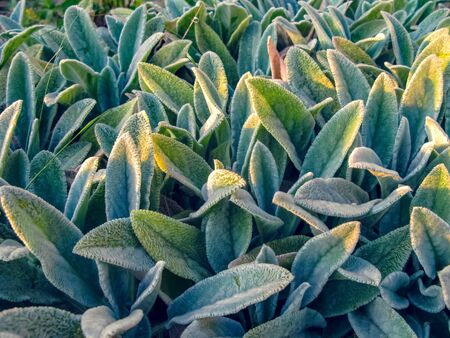 Garden plants close-up Stachys byzantine (Stachys Lamiaceae).の写真素材