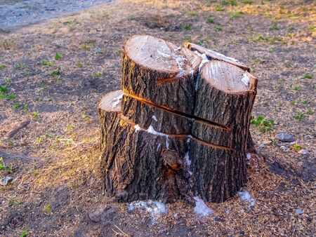 Sawn tree and the remaining stump of it. Remains of the sawn trunk. Chainsaw marks on a stump. Environmental damage.
の写真素材