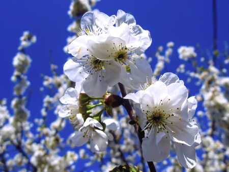 Blooming cherry on a background of blue sky. White cherry flowers on a tree close-up. Colorful blooming spring cherry orchard.の写真素材
