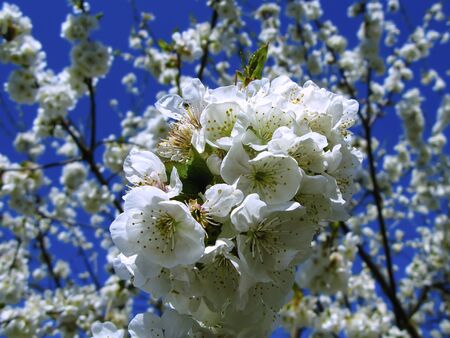 Blooming cherry on a background of blue sky. White cherry flowers on a tree close-up. Colorful blooming spring cherry orchard.の写真素材