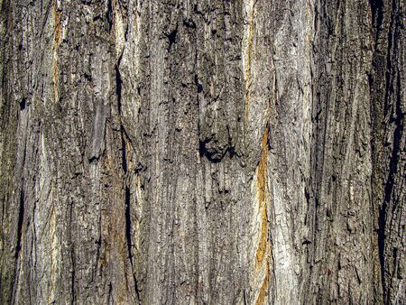 Background with rough surface of a tree bark, closeup. The texture of natural wood. Surface, forest. Wood background for design.の写真素材