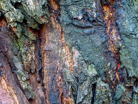 Background with rough surface of a tree bark, closeup. The texture of natural wood. Surface, forest....