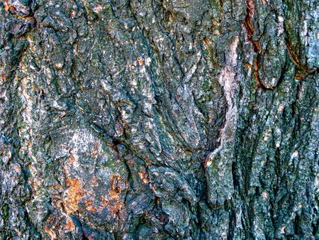 Background with rough surface of a tree bark, closeup. The texture of natural wood. Surface, forest. Wood background for design.の写真素材