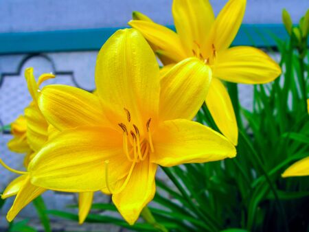 Yellow daylily or yellow lily is a beautifully flowering perennial herb. Species of the genus Liliaceae of the family Liliaceae (Hemerocallidaceae). Close-up flower. の写真素材