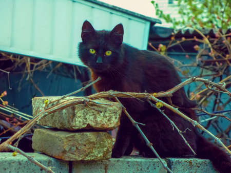 A domestic black cat with yellow magnetic eyes sits on a brick fence. Serious and attentive look of a black cat with yellow eyes.の写真素材