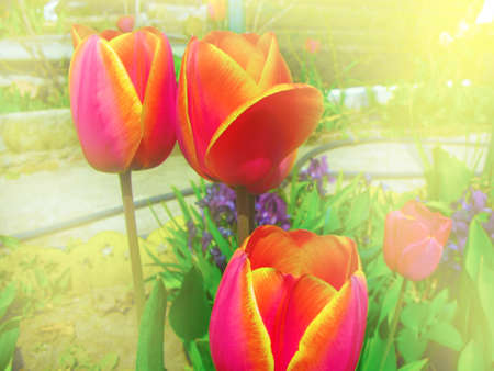 Red-yellow tulips close-up in the garden. Tulip is a genus of perennial herbaceous bulbous plants of the Liliaceae family.の写真素材