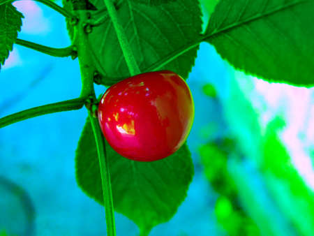 Red cherry berry is hanging on a tree branch in the garden against the background of green leaves....