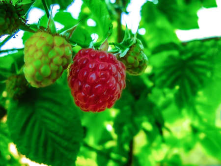 One fallen ripe cherry lies on the ground. Cherry and leaves scattered on the ground. Fallen green and yellow leaves of trees. Ripe summer berries.の写真素材