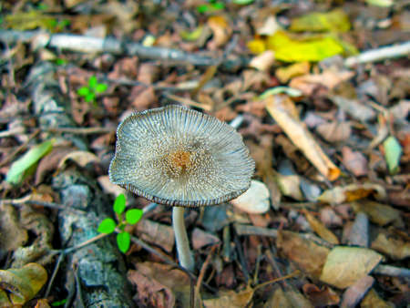 Beautiful inedible mushroom in the forest in autumn close-up. The growth of poisonous mushrooms in the autumn forest, the danger of human poisoning. The picture was taken on a warm September day.の写真素材