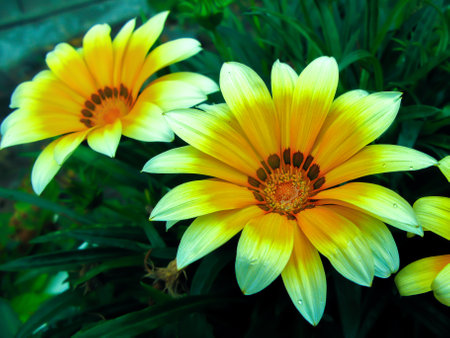 Gazania harsh (Gazania rigens) is a plant of the Astrov family that grows in South Africa and Mozambique, and is also cultivated in other places as an ornamental plant, has a bright color.の写真素材