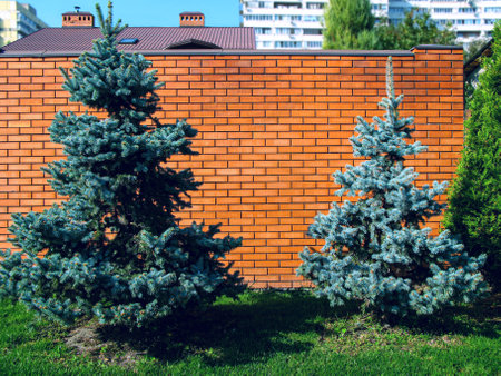 Young blue decorative fir trees near the brick wall of a private house in autumn. Natural design fossada buildings. Beautiful blue fir trees.の写真素材
