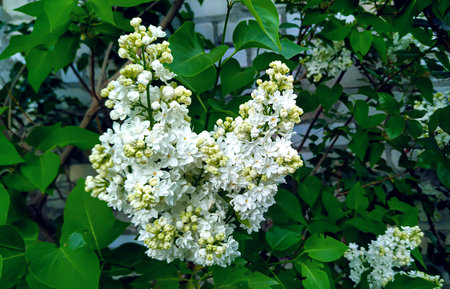 Common lilac bush Syringa vulgaris. White flowers lilac bloom in the spring garden. Close-up with soft focus of a blossoming lilac branch.の写真素材