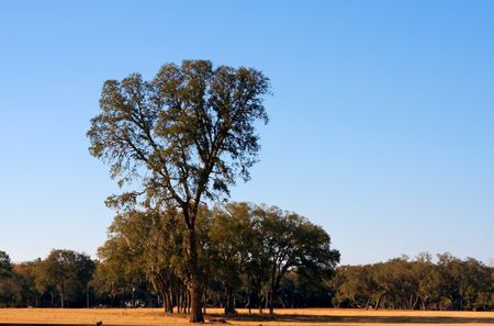 Lone tree in a field with more trees in distance
