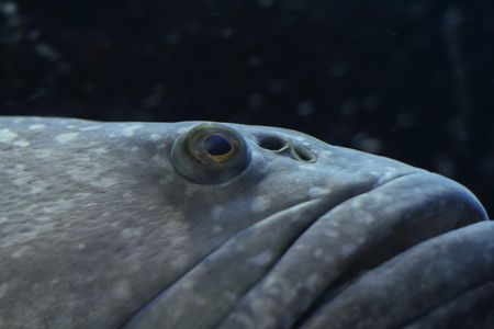 Closeup of the head of a goliath grouperの写真素材