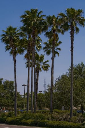 Cluster of palm trees in the afternoonの写真素材