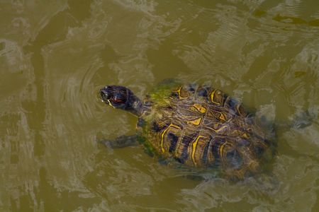 Box turtle swimming in a pond to the leftの写真素材