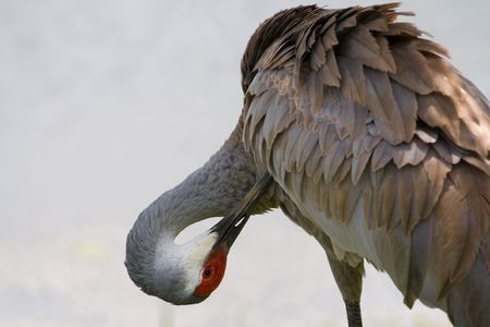 Close up of a sandhill crane preening isolatedの写真素材
