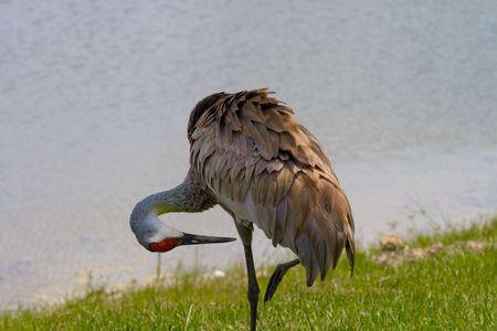 Sandhill crane standing on one leg preening against water backgroundの写真素材